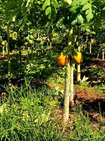 Virgin 50 Acres Prime Land Embu Mbeere North - Image 2