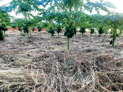 Virgin 50 Acres Prime Land Embu Mbeere North - Image 3