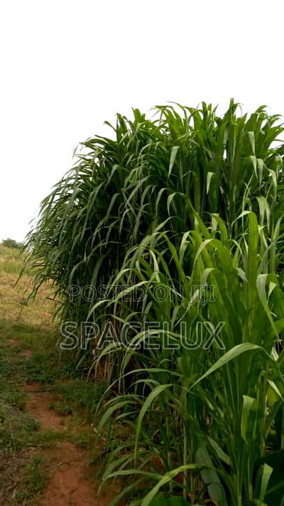 Virgin 50 Acres Prime Land Embu Mbeere North - Image 6