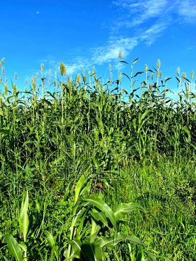 Virgin 50 Acres Prime Land Embu Mbeere North - Image 7