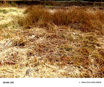 Half Acre for Sale - Image 7