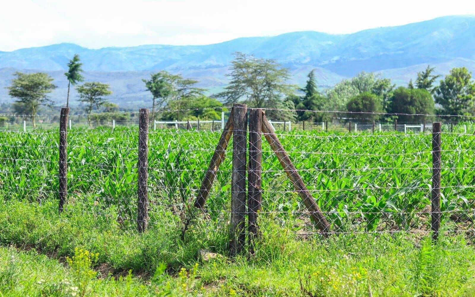 1/8 Acre Plot in Naivasha