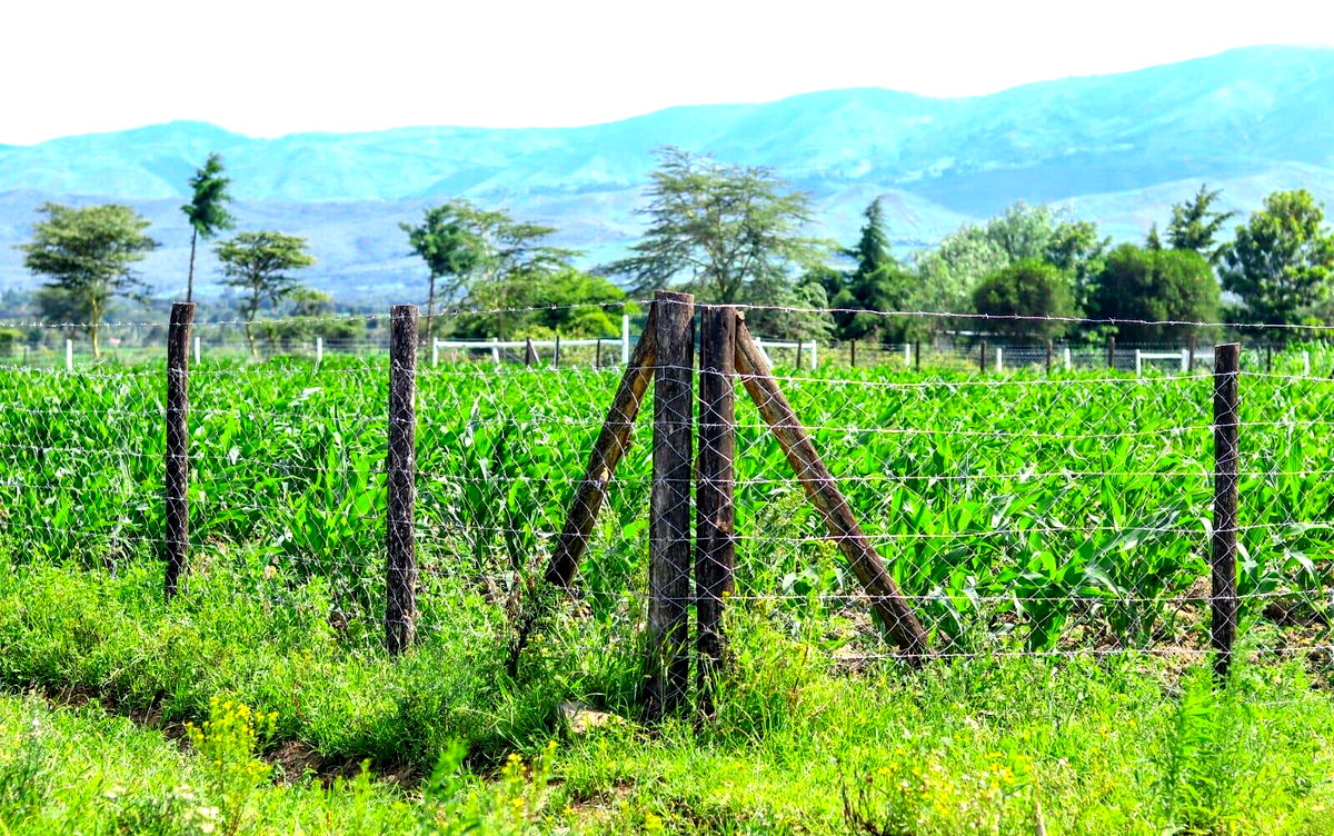 1/8 Acre Plot in Naivasha