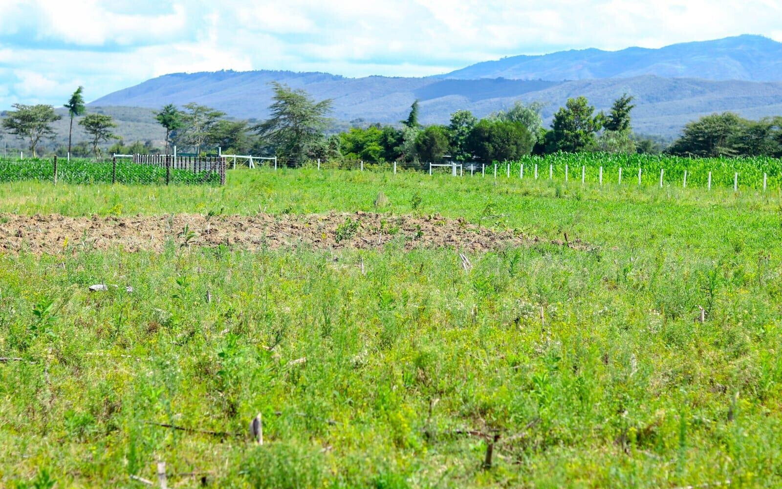 1/8 Acre Plot in Naivasha