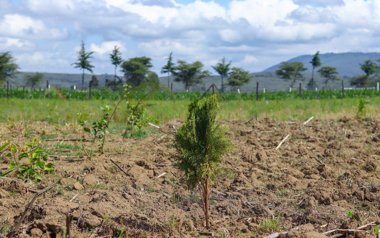 1/8 Acre Plot in Naivasha