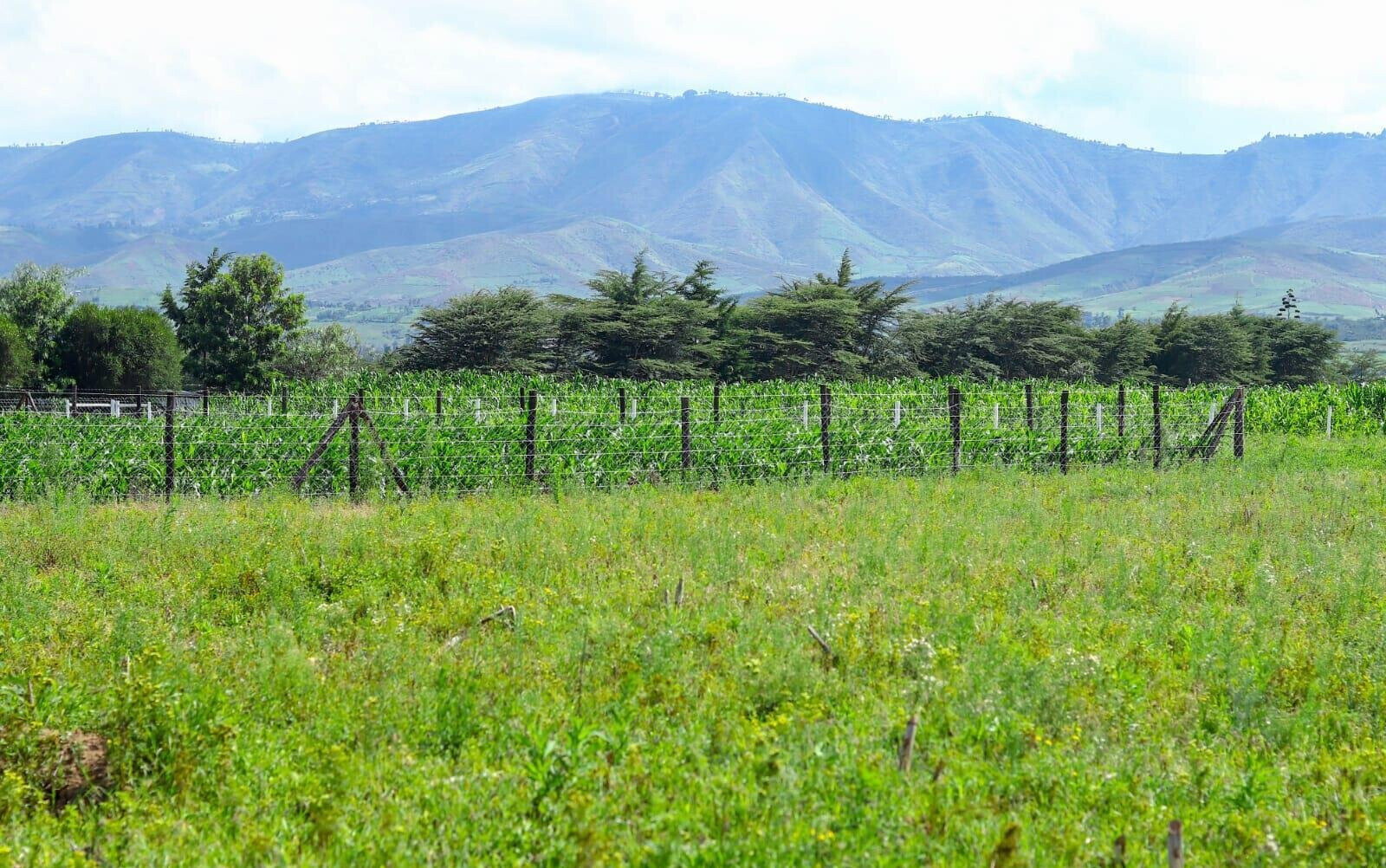 1/8 Acre Plot in Naivasha