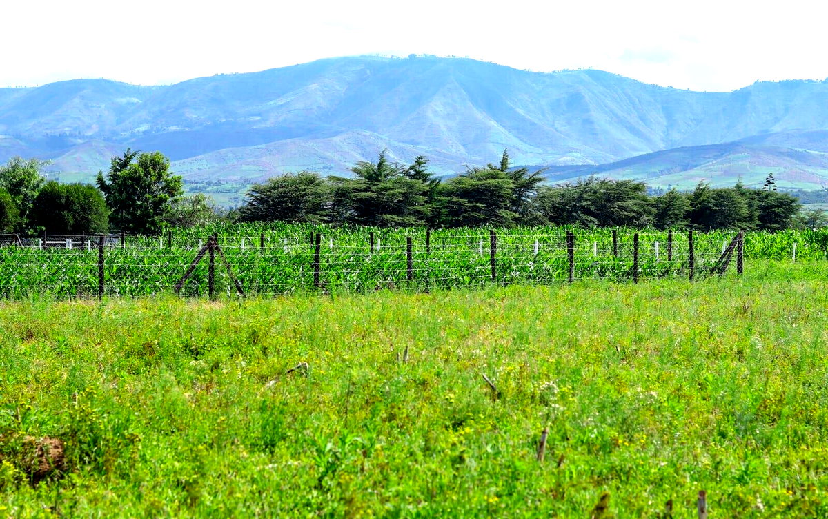 1/8 Acre Plot in Naivasha