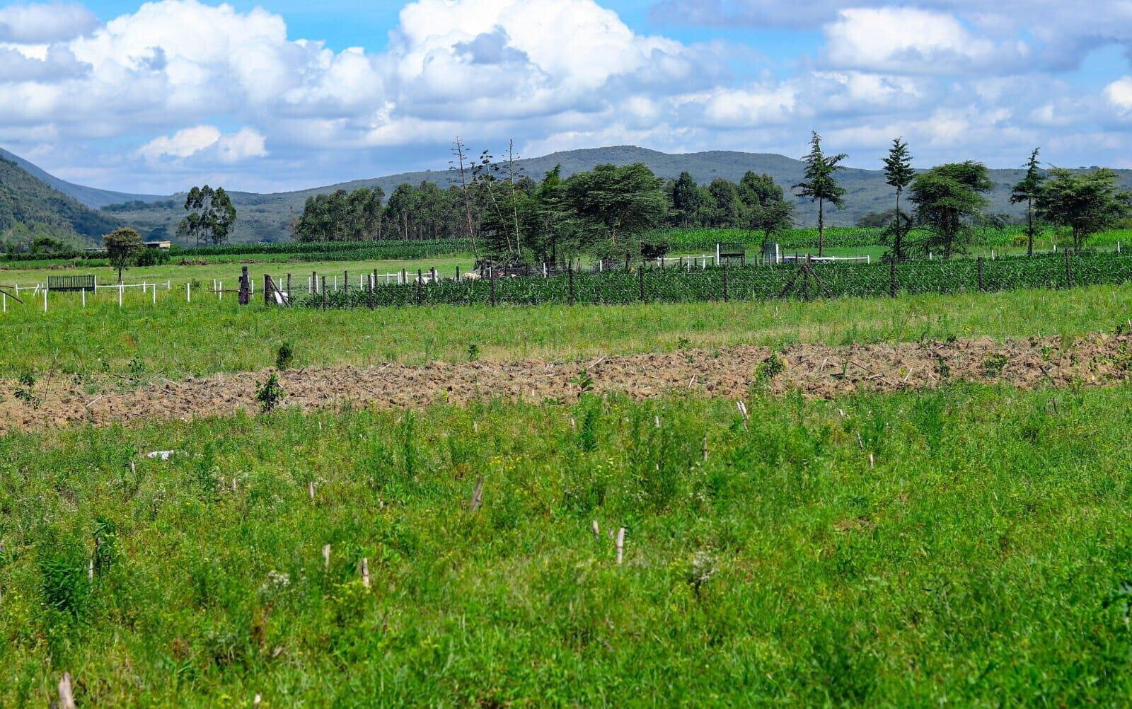 1/8 Acre Plot in Naivasha