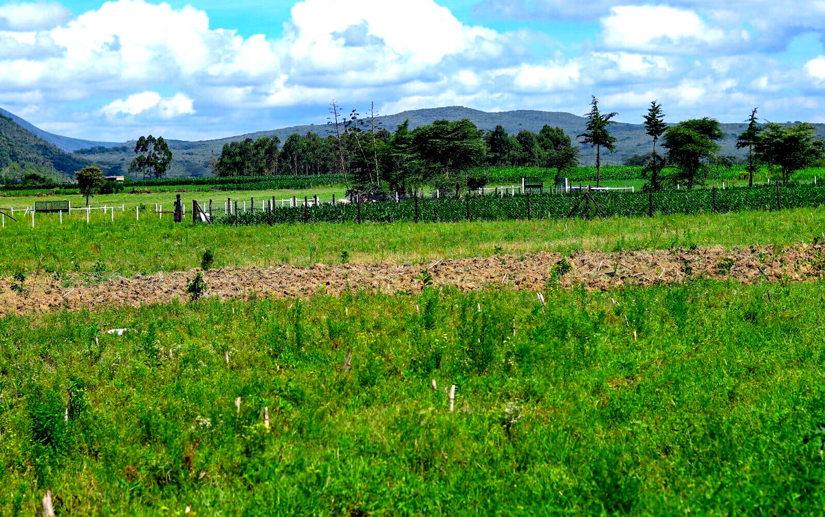 1/8 Acre Plot in Naivasha