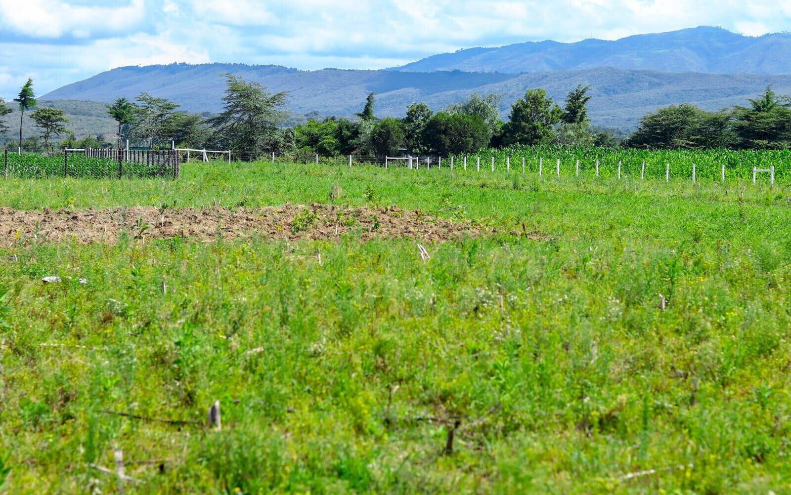 1/8 Acre Plot in Naivasha