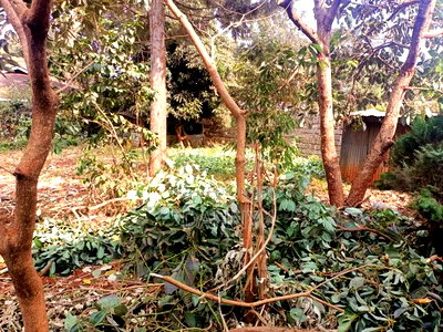 1/4 Plot in Kiamumbi Kiambu for Sale - Image 3