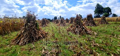 1 Acre for Sale Merewet 100 Metres From Highway Eldoret - Image 4
