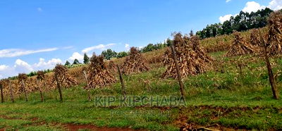 1 Acre for Sale Merewet 100 Metres From Highway Eldoret - Image 8