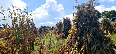 1 Acre for Sale Merewet 100 Metres From Highway Eldoret - Image 5