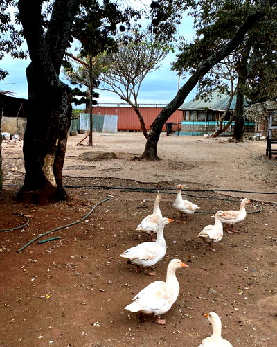 30-Acre Garden Property with Parking - Kiambu