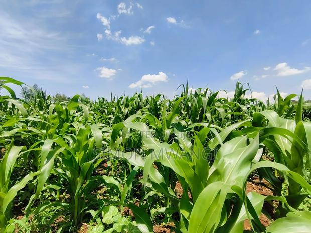 Residential Plot on Sale at Kiambu Anmer