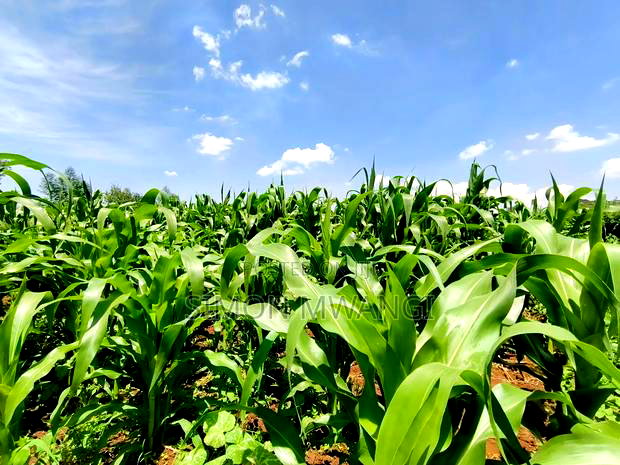 Residential Plot on Sale at Kiambu Anmer