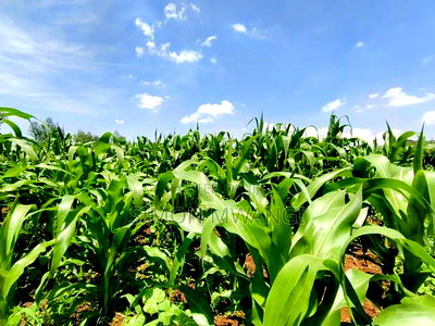 Residential Plot on Sale at Kiambu Anmer - Image 3