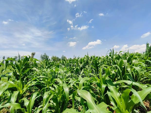 Residential Plot on Sale at Kiambu Anmer