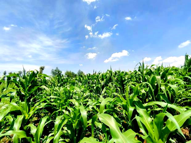 Residential Plot on Sale at Kiambu Anmer