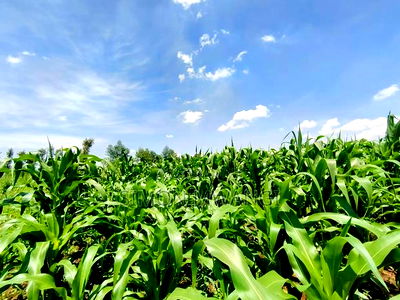 Residential Plot on Sale at Kiambu Anmer - Image 4