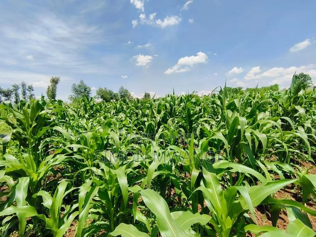 Residential Plot on Sale at Kiambu Anmer