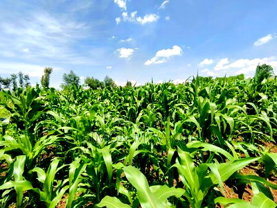 Residential Plot on Sale at Kiambu Anmer - Image 9