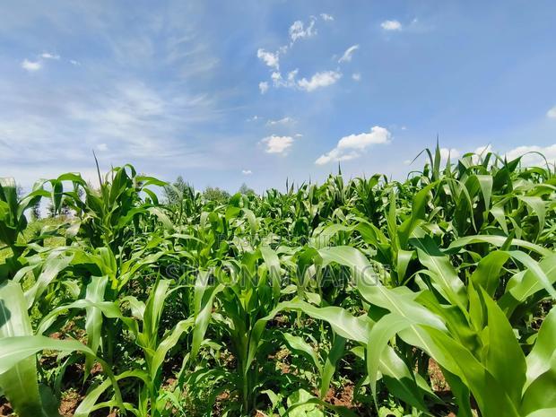 Residential Plot on Sale at Kiambu Anmer