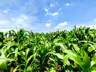 Residential Plot on Sale at Kiambu Anmer - Image 6