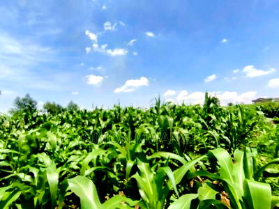 Residential Plot on Sale at Kiambu Anmer - Image 8