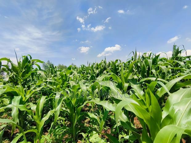 Residential Plot on Sale at Kiambu Anmer