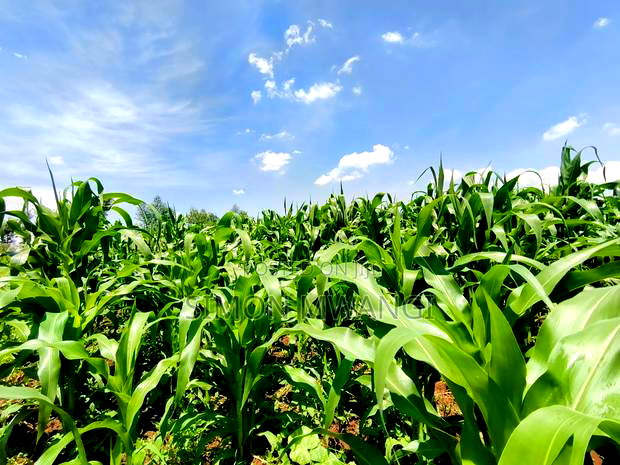 Residential Plot on Sale at Kiambu Anmer