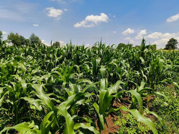 Residential Plot on Sale at Kiambu Anmer