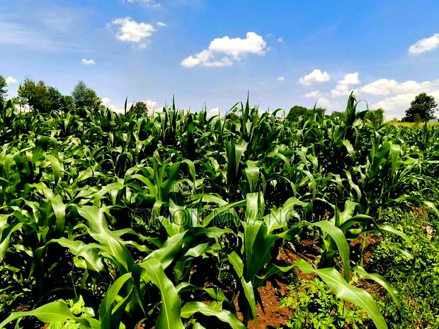 Residential Plot on Sale at Kiambu Anmer