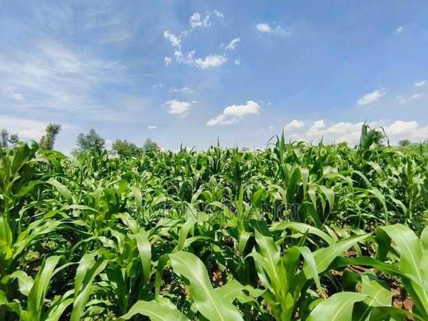 Residential Plot on Sale at Kiambu Anmer