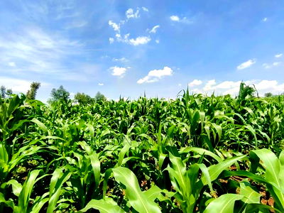 Residential Plot on Sale at Kiambu Anmer - Image 2