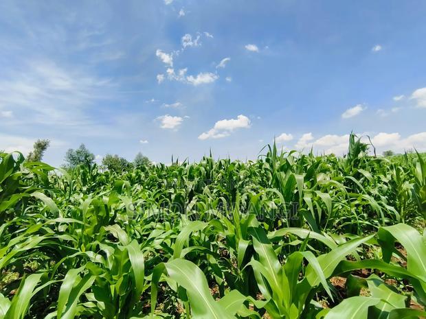 Residential Plot on Sale at Kiambu Anmer