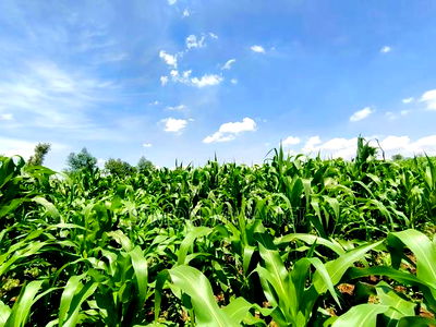 Residential Plot on Sale at Kiambu Anmer - Image 7