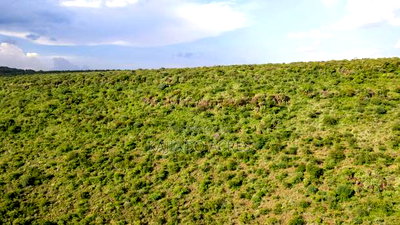 107 Acres Olmeroi ,Saikeri - Image 7