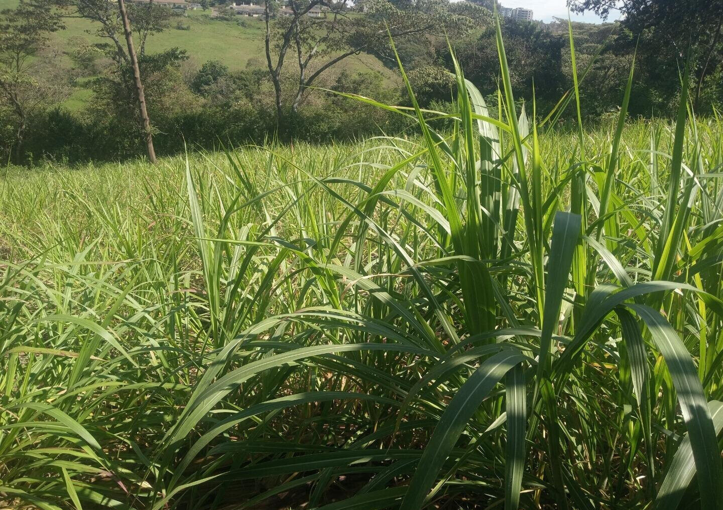 Garden Land in Dagoretti Corner
