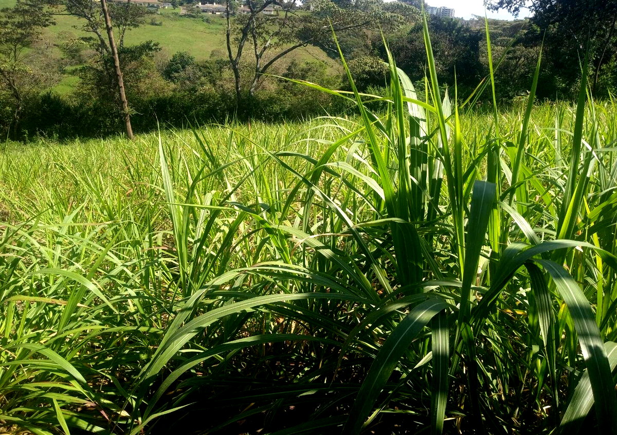 Garden Land in Dagoretti Corner