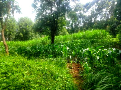 1/4 Kerarapon - Image 4