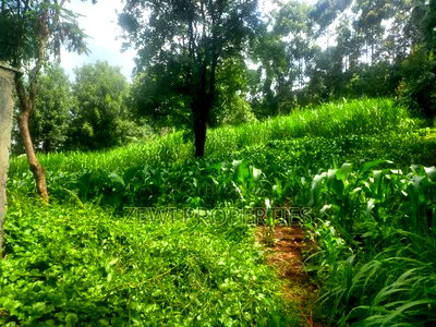 1/4 Kerarapon - Image 5