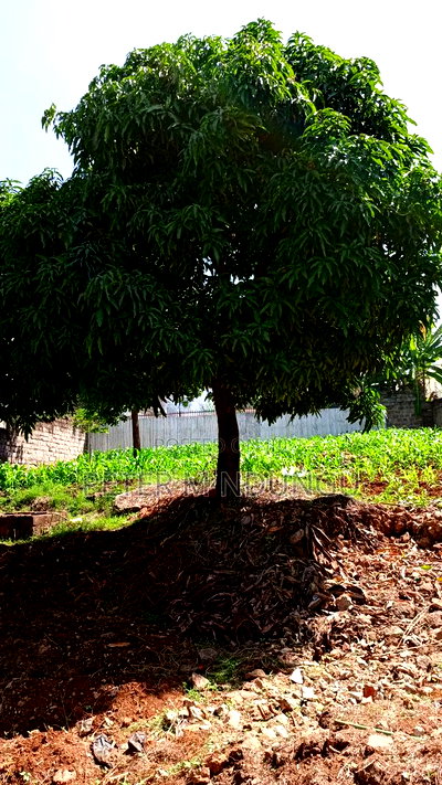 Prime Commercial Plot 1/4 Acre, Kiamumbi - Image 5