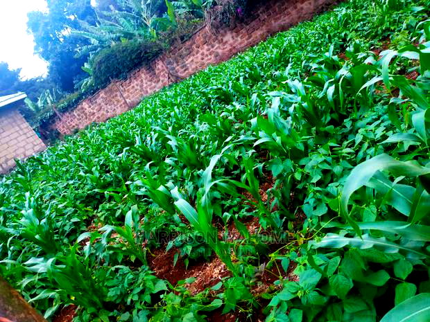 Kiambaa, 1/4 Acre for Sale.Next to St Joseph Catholic Church