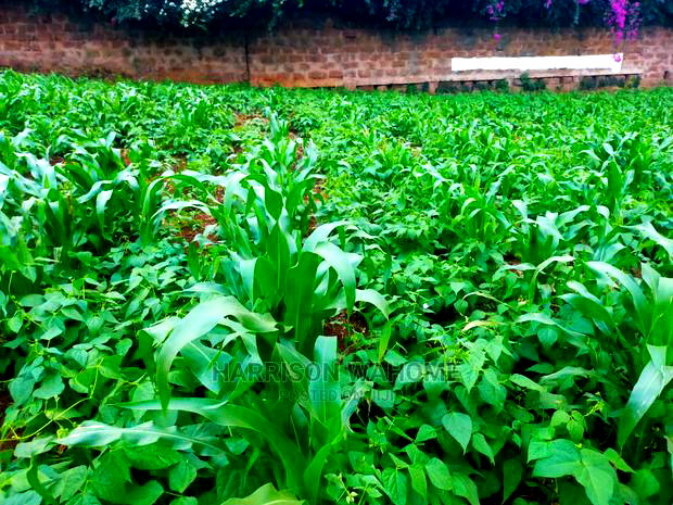 Kiambaa, 1/4 Acre for Sale.Next to St Joseph Catholic Church