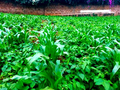 Kiambaa, 1/4 Acre for Sale.Next to St Joseph Catholic Church - Image 3