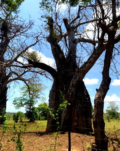2.5 Acre Plot with Parking in Malindi