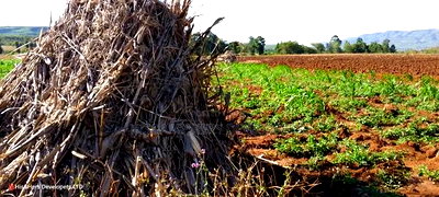 11 Acres at 1.3M Per Has Title Deed in Lower Subukia Limuru. - Image 11