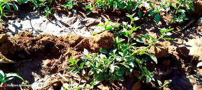 11 Acres at 1.3M Per Has Title Deed in Lower Subukia Limuru. - Image 10